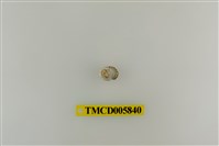 藏品(灰白陸寄居蟹)的圖片